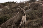 bharal, Himalayan blue sheep, naur (Pseudois nayaur)