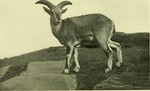 bharal, Himalayan blue sheep, naur (Pseudois nayaur)