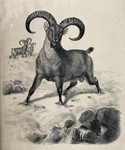 bharal, Himalayan blue sheep, naur (Pseudois nayaur)