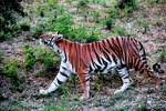 Bengal tiger (Panthera tigris tigris)