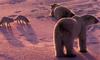 Arctic Fox (Alopex lagopus) pair and Polar Bear pair