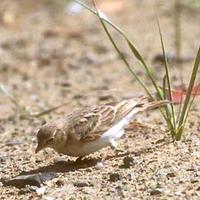 Hume's Short-toed Lark