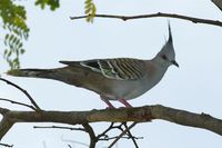 Crested Pigeon