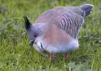 Crested Pigeon (Ocyphaps lophotes)