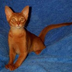 Sorrel abyssinian kitten