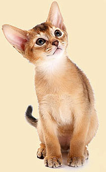 abyssinian-kitten