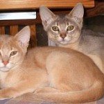 Fawn and blue abyssinians