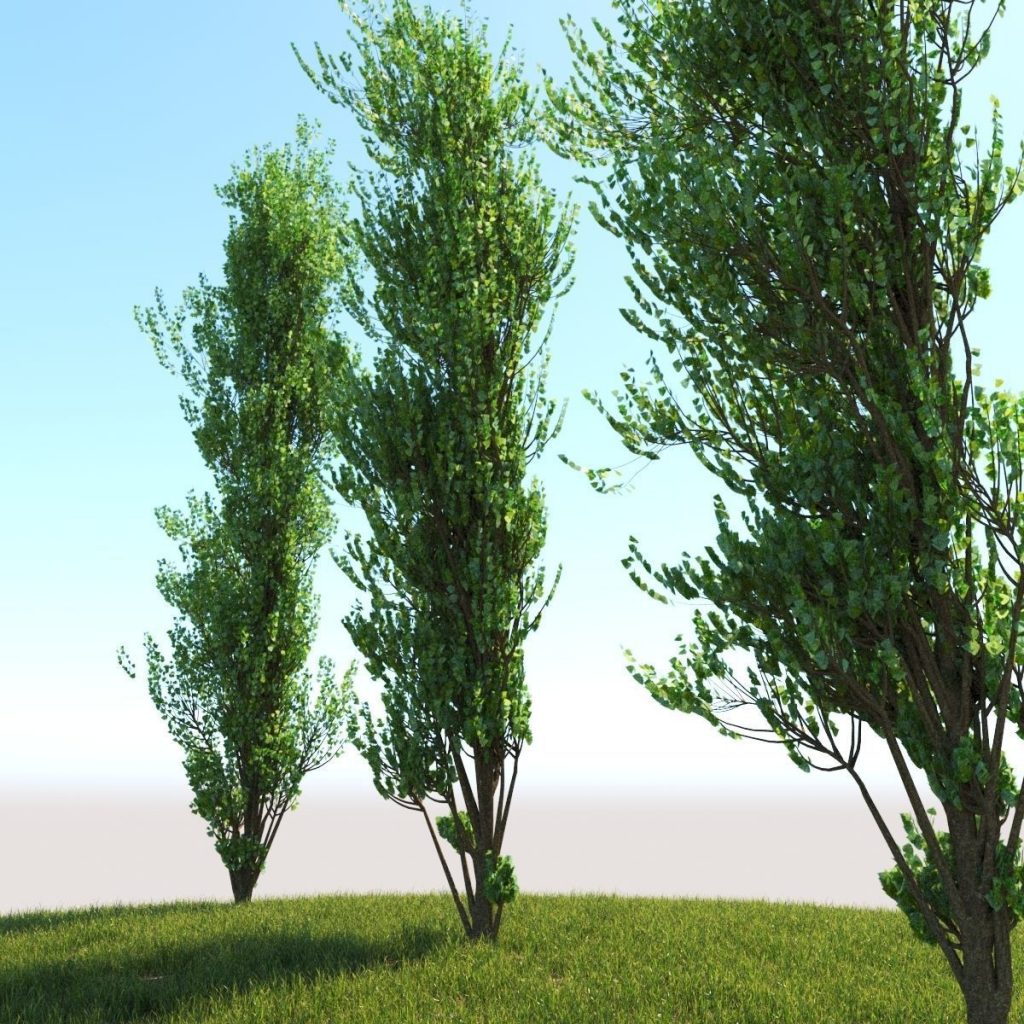 3d lombardy poplar tree