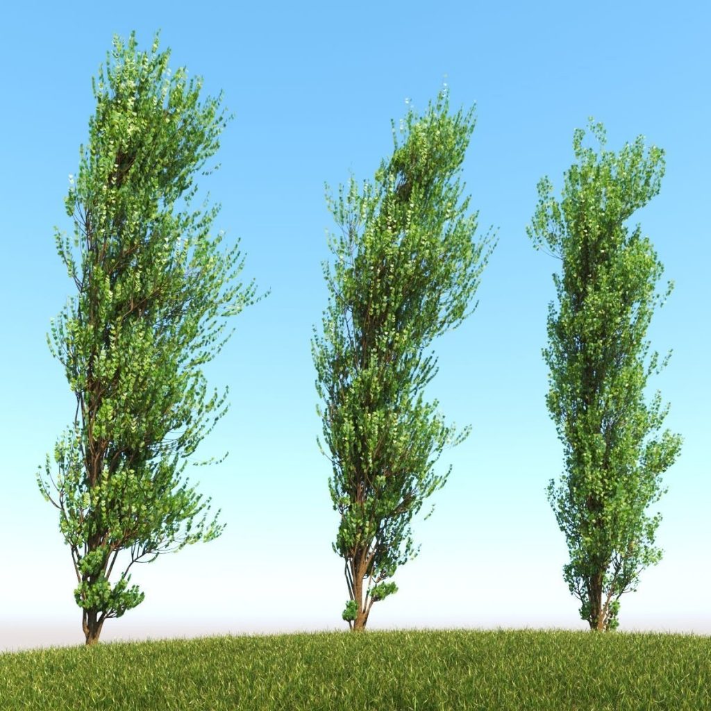 3d lombardy poplar tree