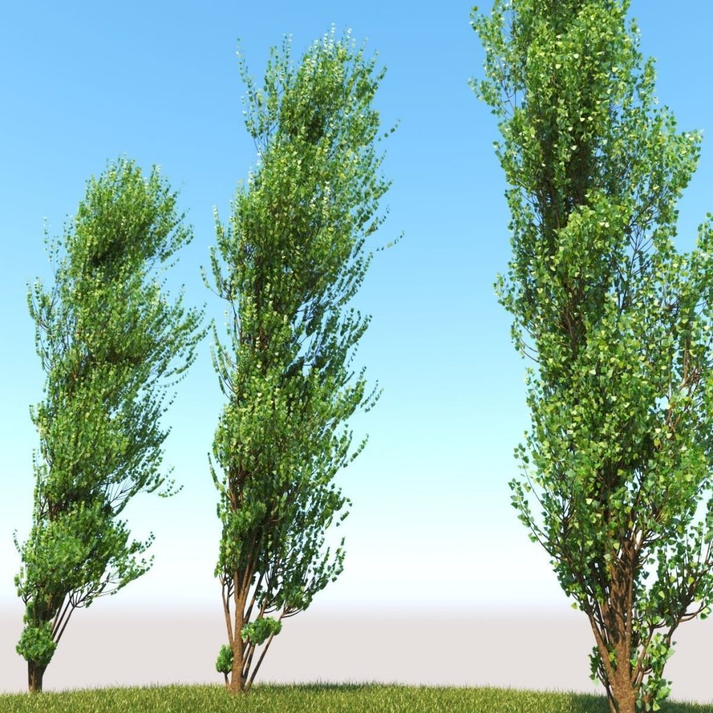 3d lombardy poplar tree