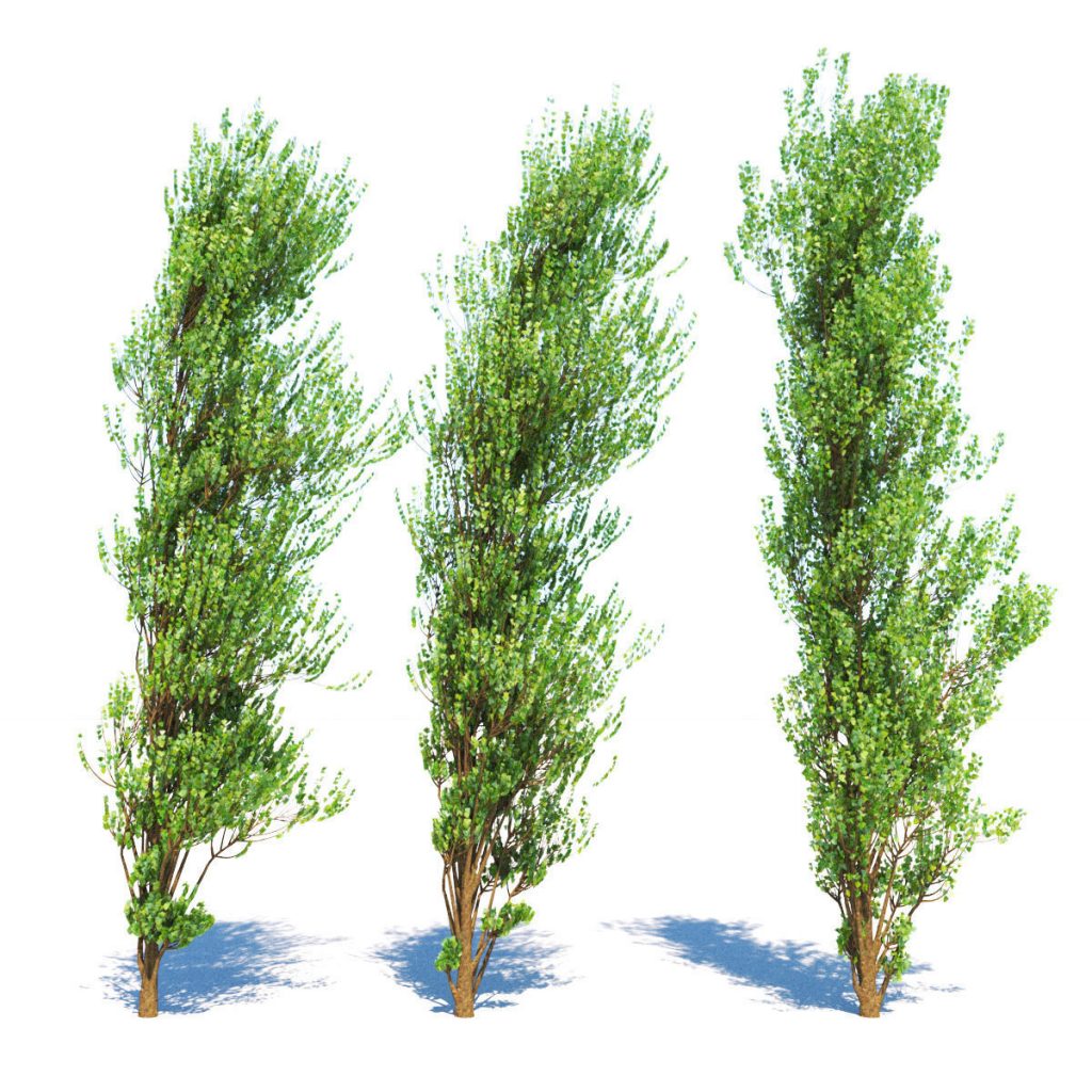 3d lombardy poplar tree