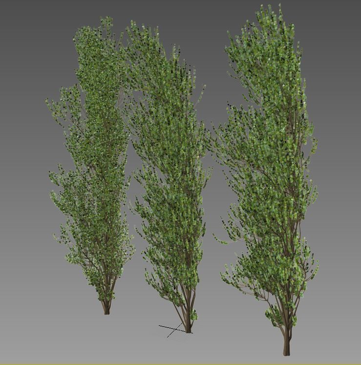 3d lombardy poplar tree