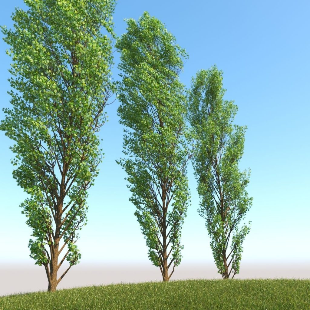 3d lombardy poplar tree