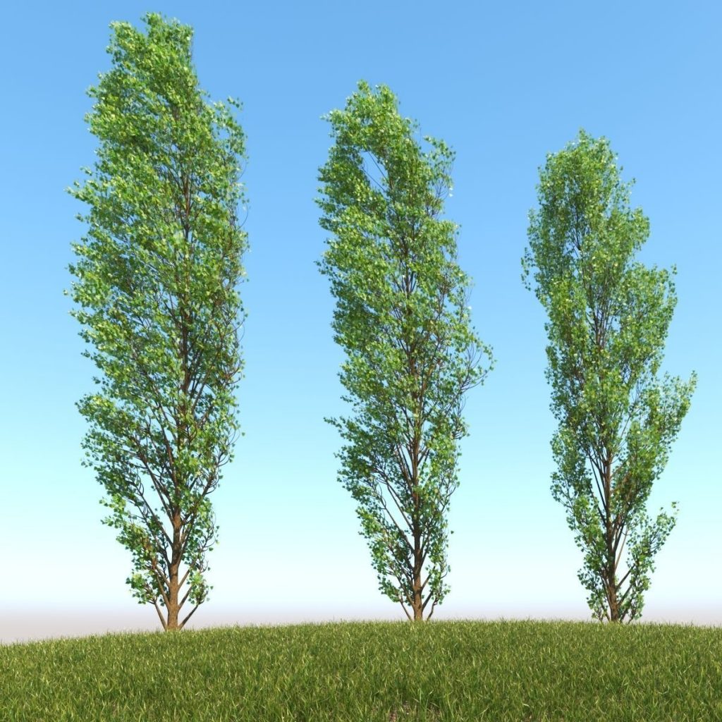 3d lombardy poplar tree