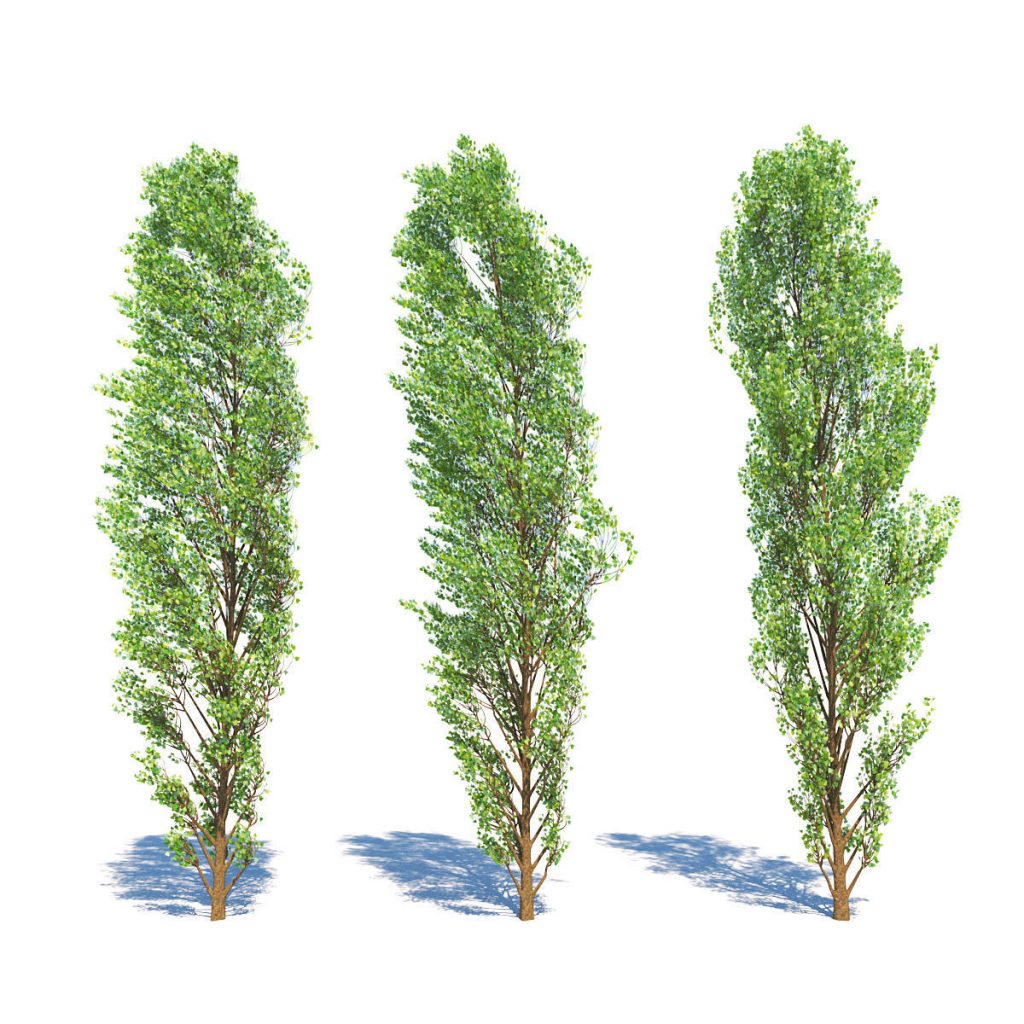 3d lombardy poplar tree