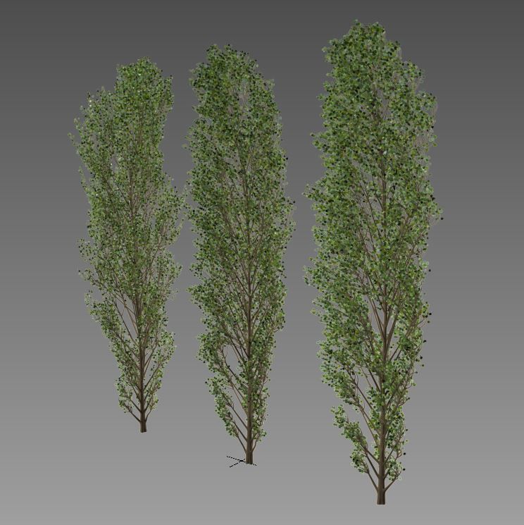 https://img2.cgtrader.com/items/2347448/1b9171dd47/lombardy-poplar-v1-3d-model-max-fbx.jpg