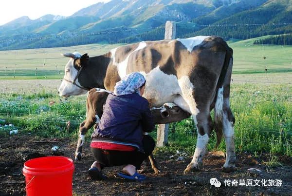 【连载】蒙古族传统饮食（11）