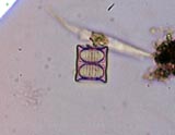 Diatom, Aulacoseira (Melosira)