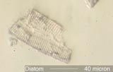 Diatom