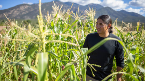 A man walking in a tall corn field