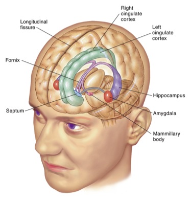 limbic system