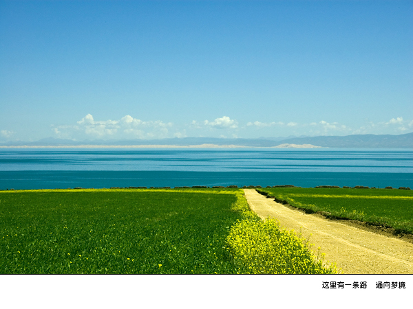 青海湖油菜花图片