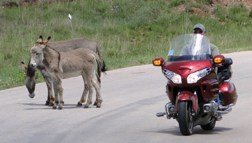 Donkeys and GoldWing on road