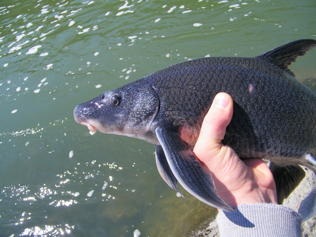 Blue Sucker from Republican River, Kansas (April 2012). Photo by Paul Schumann. See http://www.roughfish.com/content/thousand-miles-blue-sucker for details.