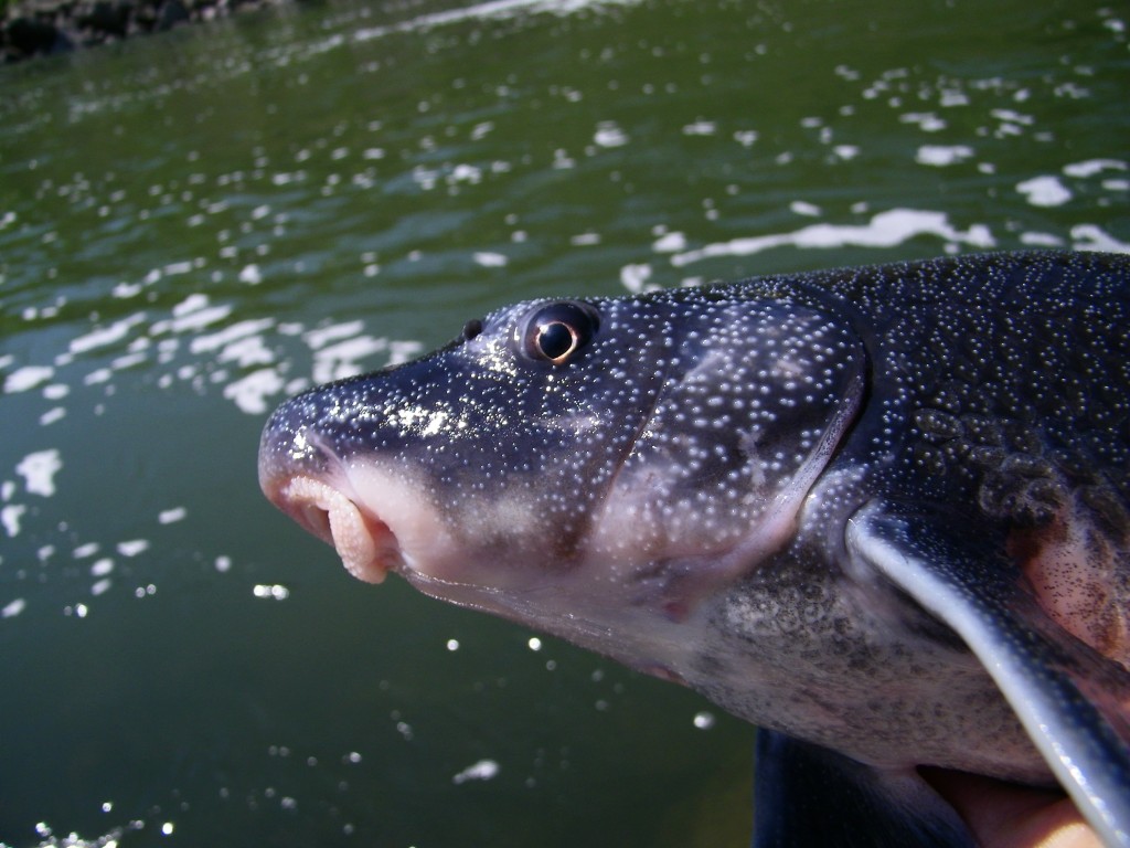 Blue Sucker from Republican River, Kansas (April 2012). Photo by Paul Schumann. See http://www.roughfish.com/content/thousand-miles-blue-sucker for details.