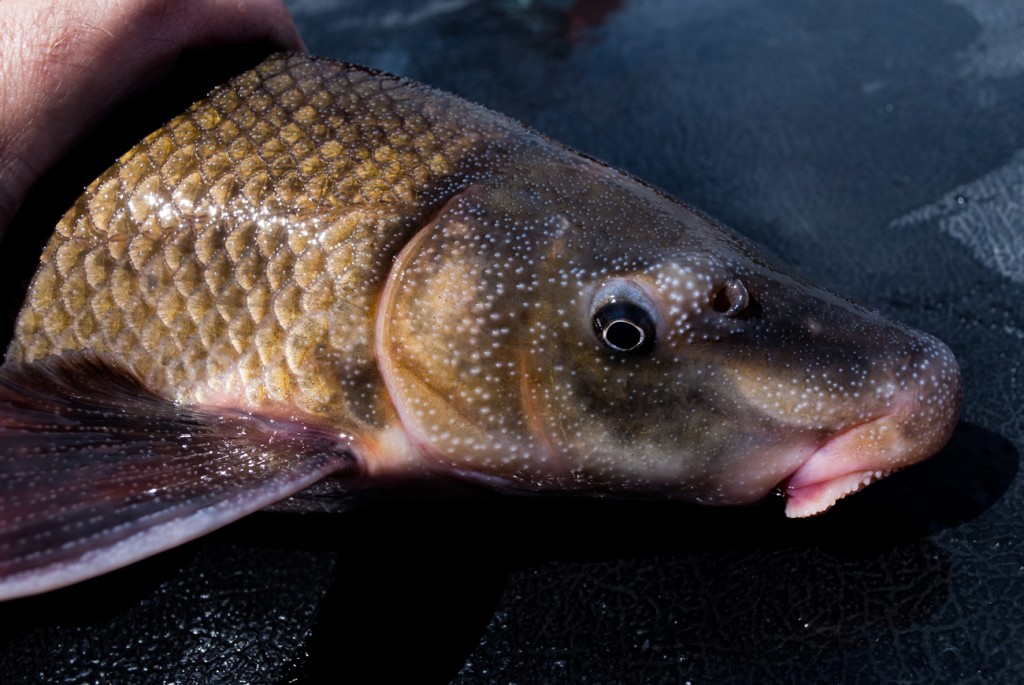 Wisconsin River Blue Sucker (May 15, 2013). Photo by Olaf Nelson