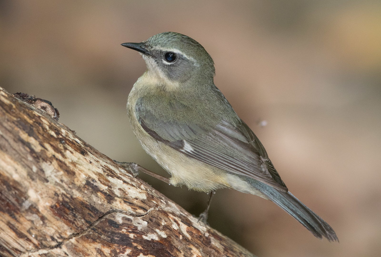 Black-throated Blue Warbler Female