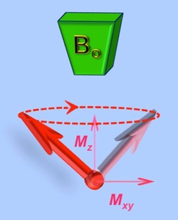 net nuclear magnetization