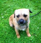 lost dog  Border Terrier