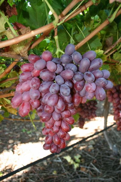 growing grapes