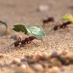 Hard Working Ants