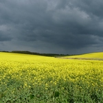 Rain Clouds