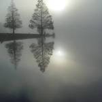 Cypress, Sun and Fog