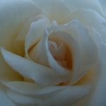 White Rose