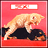 Sex