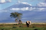 African Safari wildlife photography.