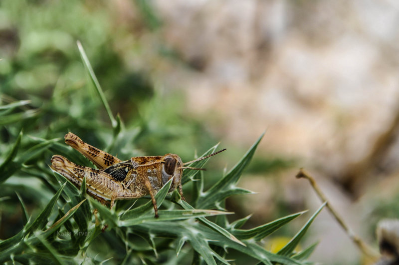 Croatian Grasshopper