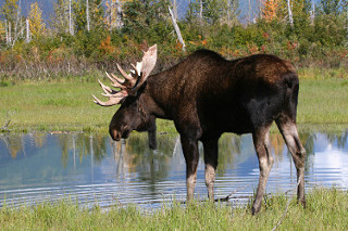 Bull Moose