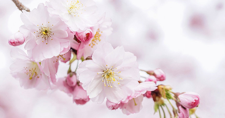 a blooming cherry blossom branch: cherry blossom leaf powder is a key ingredient in the sakura matcha latte