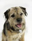 Border Terrier