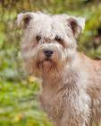 Glen of Imaal Terrier