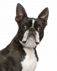 Boston Terrier