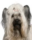 Skye Terrier