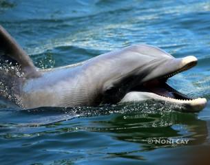 IMG_4410dolphin