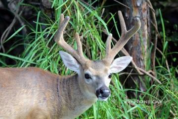 IMG_1287Buck