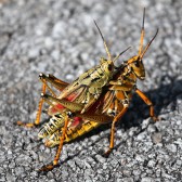 IMG_1755Locusts